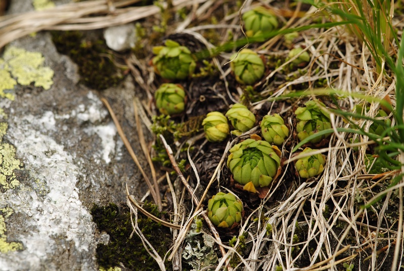 montanum ssp. carpathicum from Morskie Oko