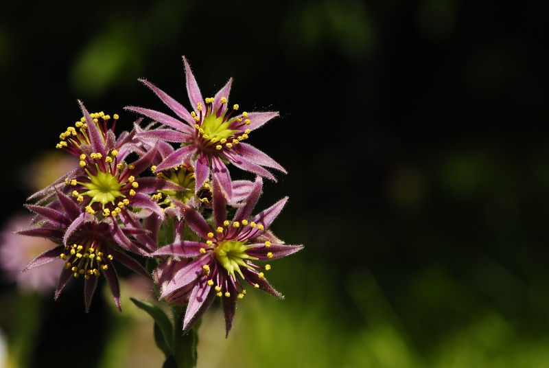 montanum ssp. carpathicum from Morskie Oko