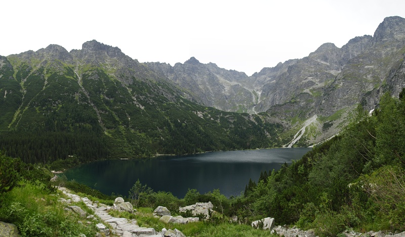 montanum ssp. carpathicum from Morskie Oko