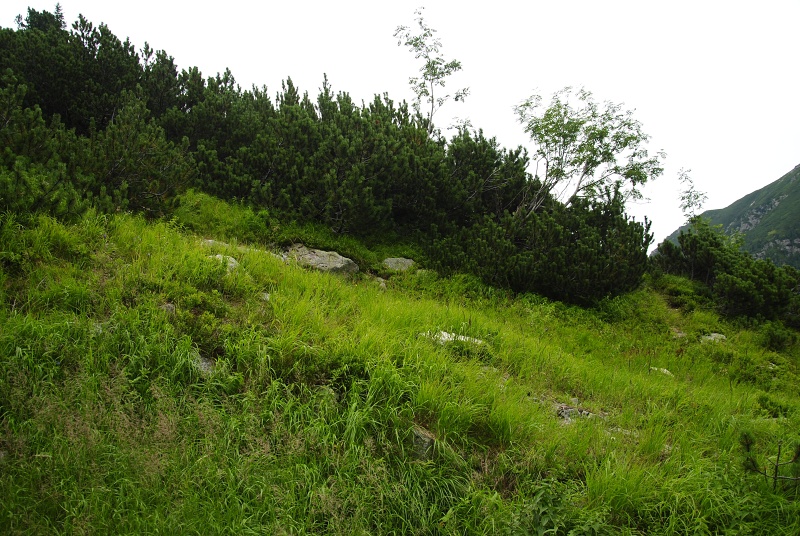 montanum ssp. carpathicum from Morskie Oko