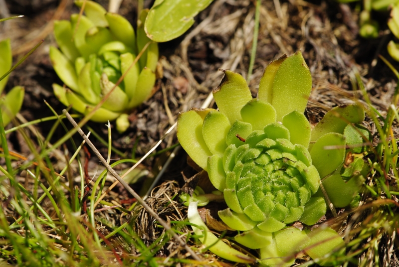 montanum ssp. carpathicum from Ostrý Roháč, unter dem Gipfel