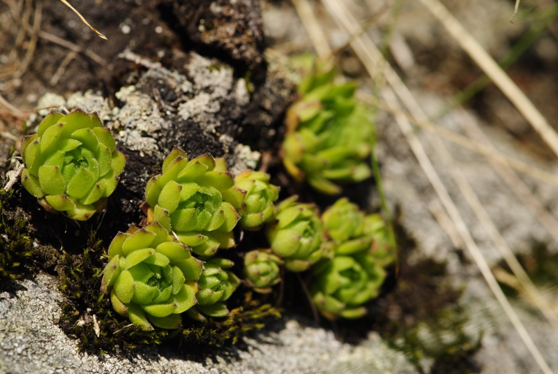 montanum ssp. carpathicum from Ostrý Roháč, unter dem Gipfel