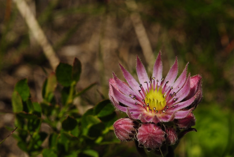 montanum ssp. carpathicum from Ostrý Roháč, unter dem Gipfel