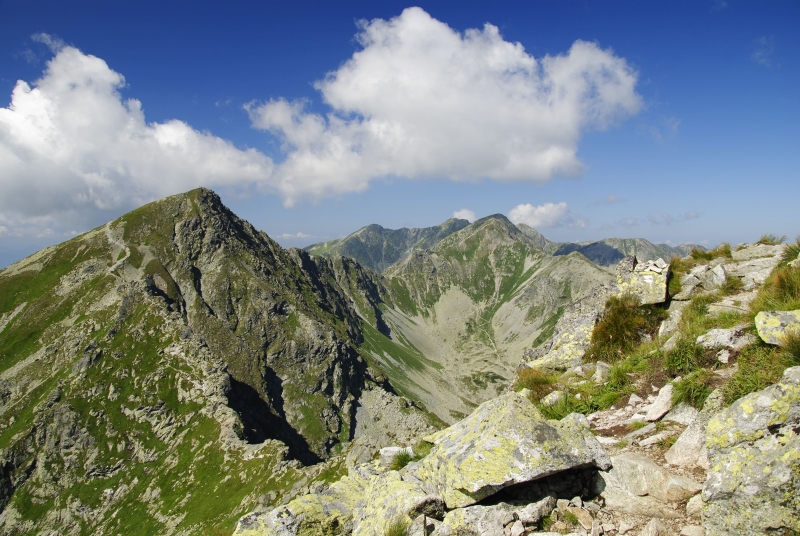 montanum ssp. carpathicum from Ostrý Roháč, unter dem Gipfel