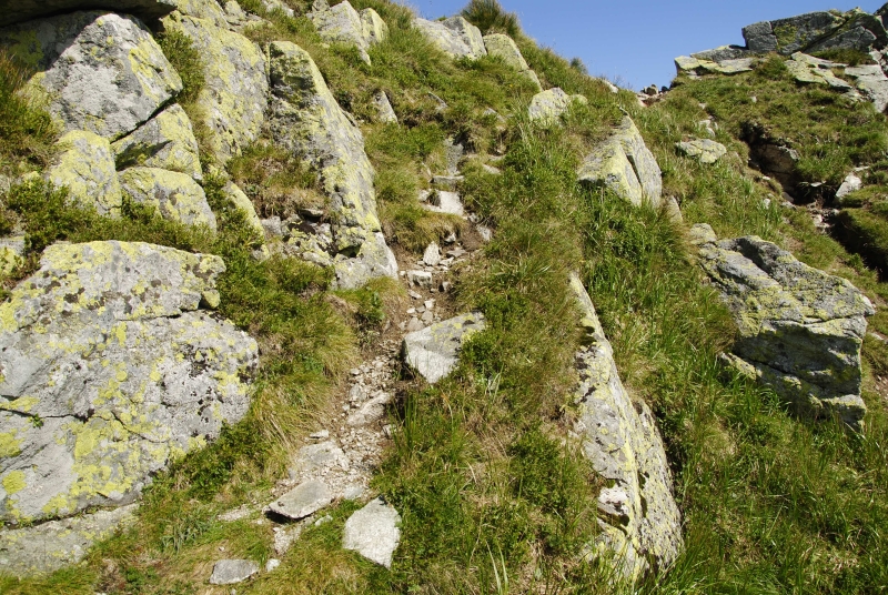 montanum ssp. carpathicum from Ostrý Roháč, unter dem Gipfel