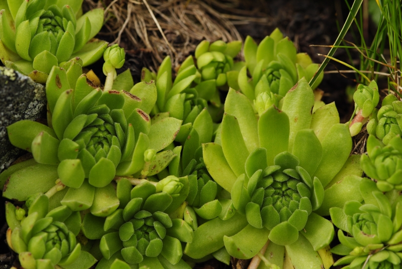 montanum ssp. carpathicum from Príslop, unter dem Gipfel