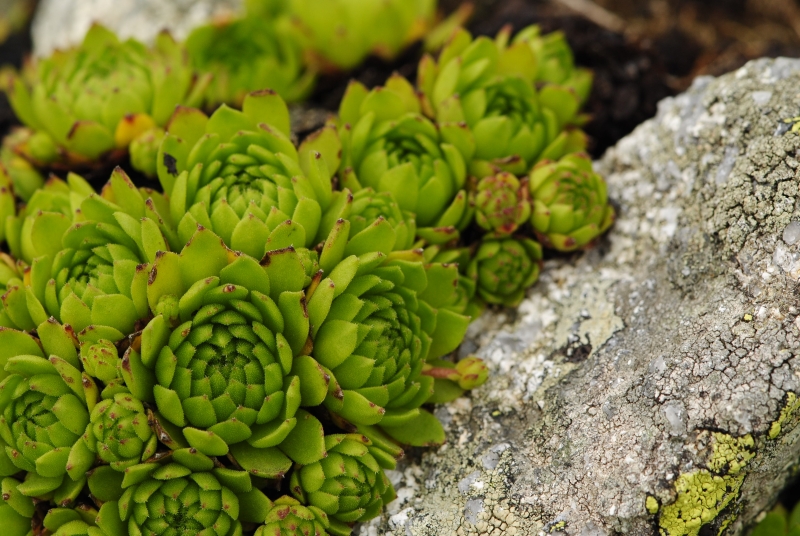 montanum ssp. carpathicum from Príslop, unter dem Gipfel
