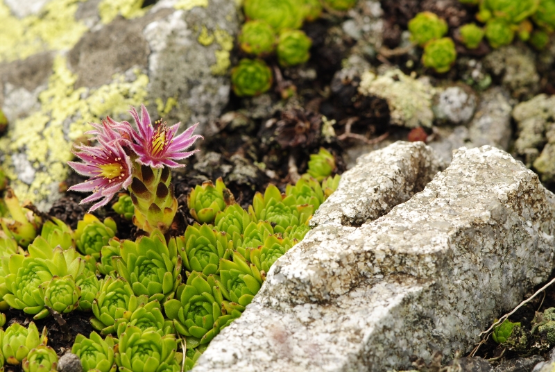 montanum ssp. carpathicum from Príslop, unter dem Gipfel