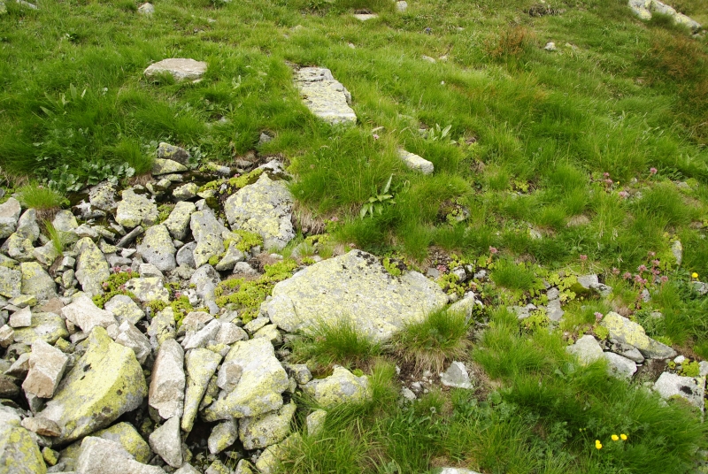 montanum ssp. carpathicum from Príslop, unter dem Gipfel