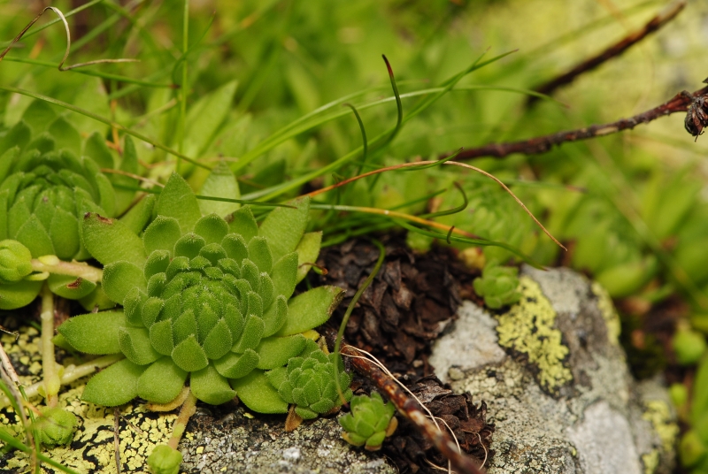montanum ssp. carpathicum from Račkova dolina