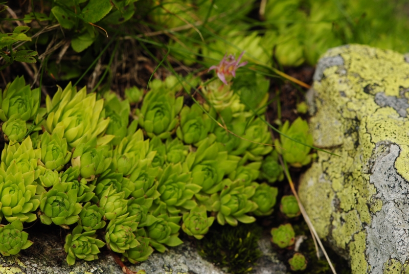 montanum ssp. carpathicum from Račkova dolina