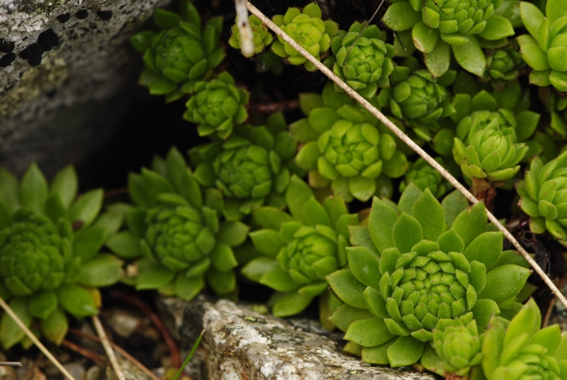 montanum ssp. carpathicum from Salatín, SO Abhang