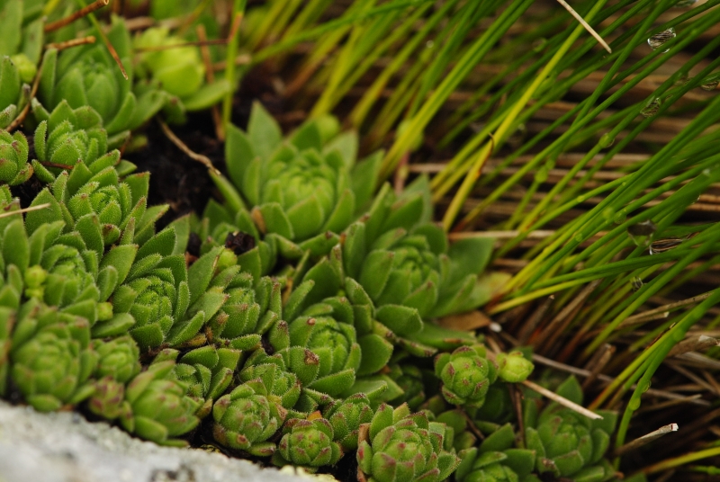 montanum ssp. carpathicum from Salatín, SO Abhang