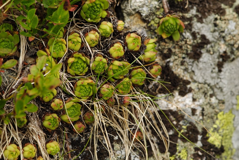 montanum ssp. carpathicum from Sattel Zawrat, unterhalb
