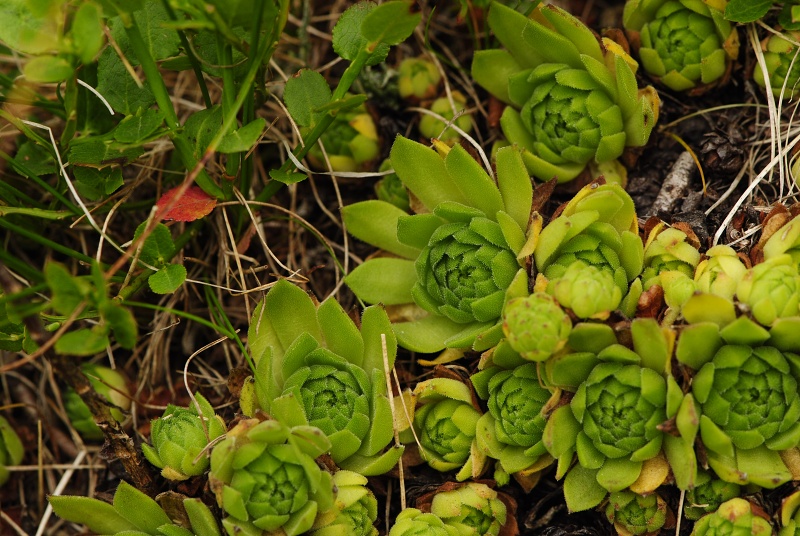 montanum ssp. carpathicum from Sattel Zawrat, unterhalb