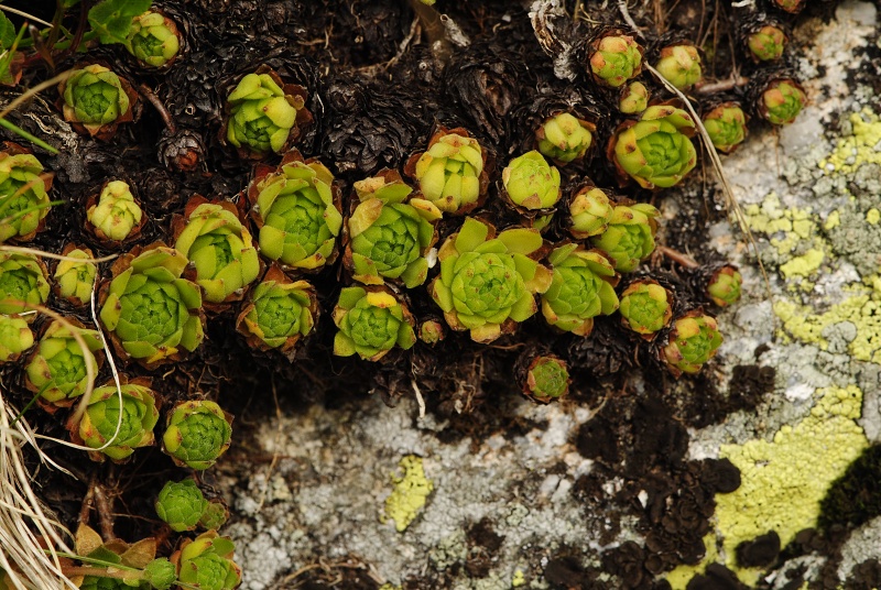montanum ssp. carpathicum from Sattel Zawrat, unterhalb