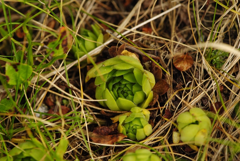 montanum ssp. carpathicum from Sattel Zawrat, unterhalb