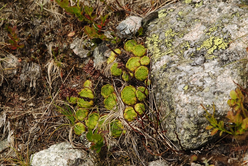 montanum ssp. carpathicum from Svinické sedlo