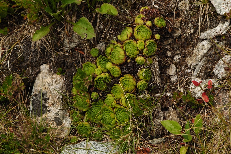 montanum ssp. carpathicum from Svinické sedlo