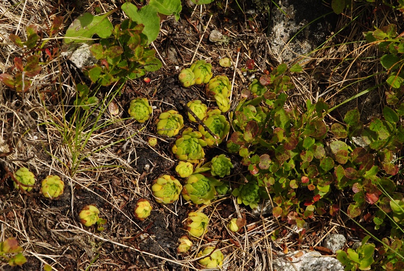 montanum ssp. carpathicum from Svinické sedlo