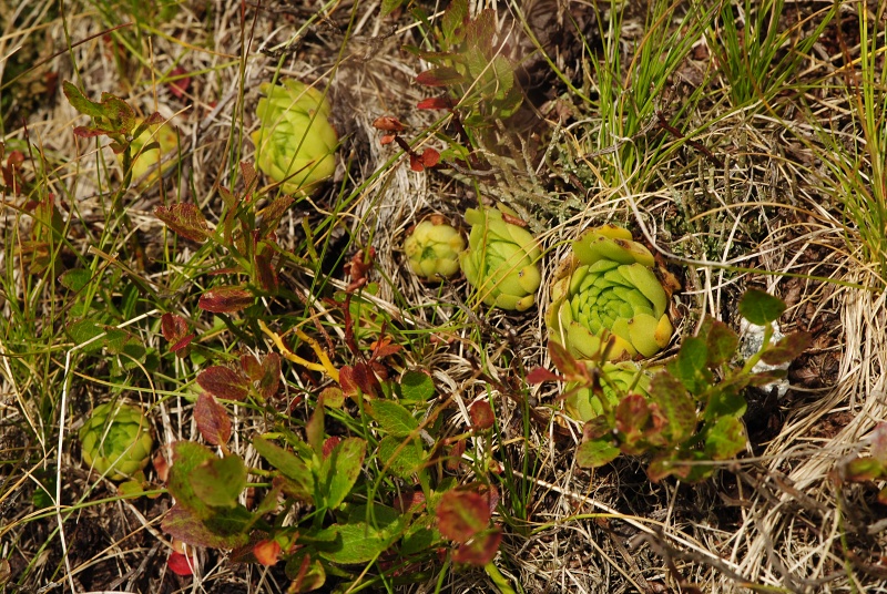 montanum ssp. carpathicum from Svinické sedlo