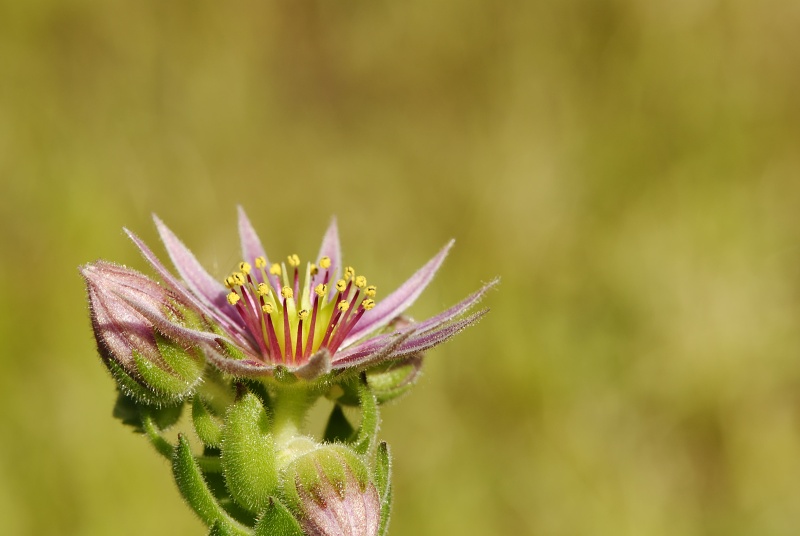 montanum ssp. carpathicum from Svinické sedlo