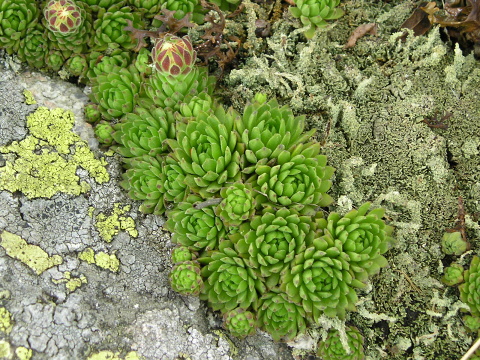 montanum ssp. carpathicum from Veľká hoľa