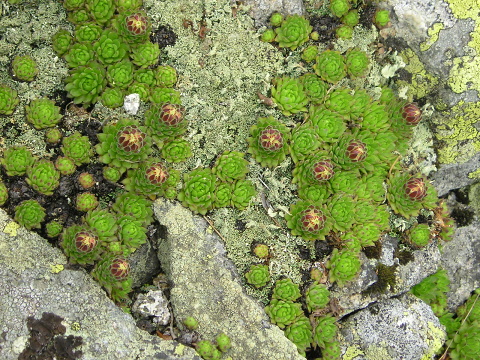 montanum ssp. carpathicum from Veľká hoľa