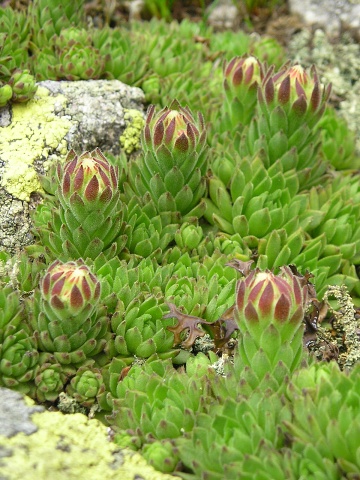 montanum ssp. carpathicum from Veľká hoľa
