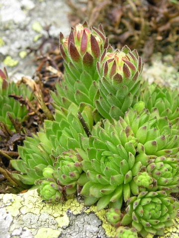 montanum ssp. carpathicum from Veľká hoľa
