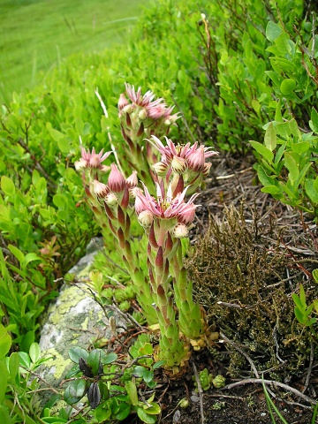 montanum ssp. carpathicum from Veľká hoľa