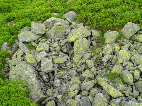 montanum ssp. carpathicum from Veľká hoľa