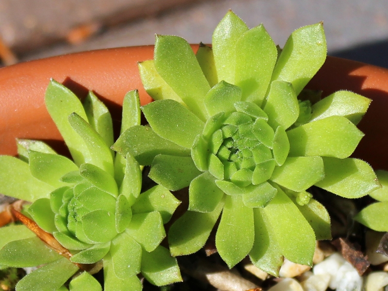 montanum ssp. carpathicum from Velické pleso