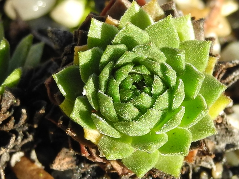montanum ssp. carpathicum from Velické pleso