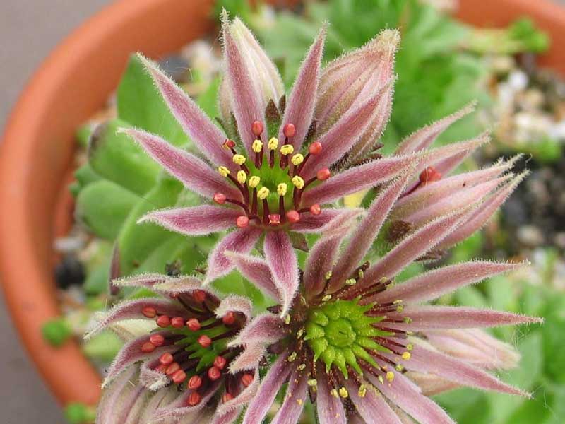 montanum ssp. carpathicum from Velické pleso