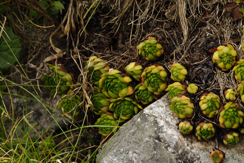 montanum ssp. carpathicum from Wielka Buczynowa, Abhang