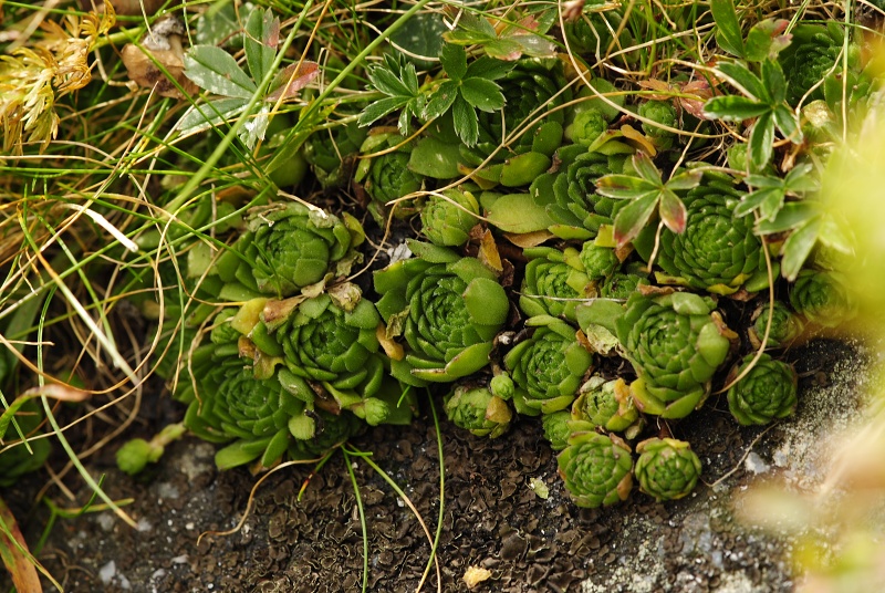 montanum ssp. carpathicum from Wielka Buczynowa, Abhang