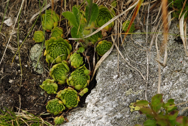 montanum ssp. carpathicum from Wielka Buczynowa, Abhang