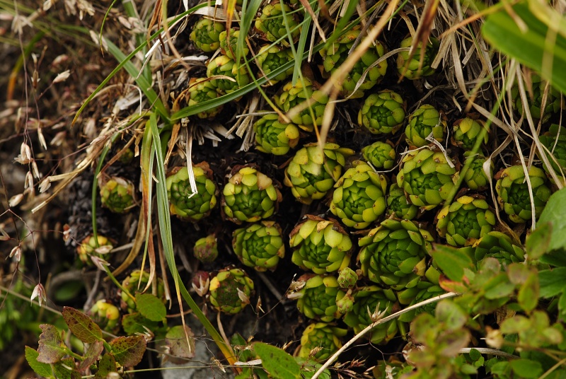 montanum ssp. carpathicum from Wielka Buczynowa, Abhang