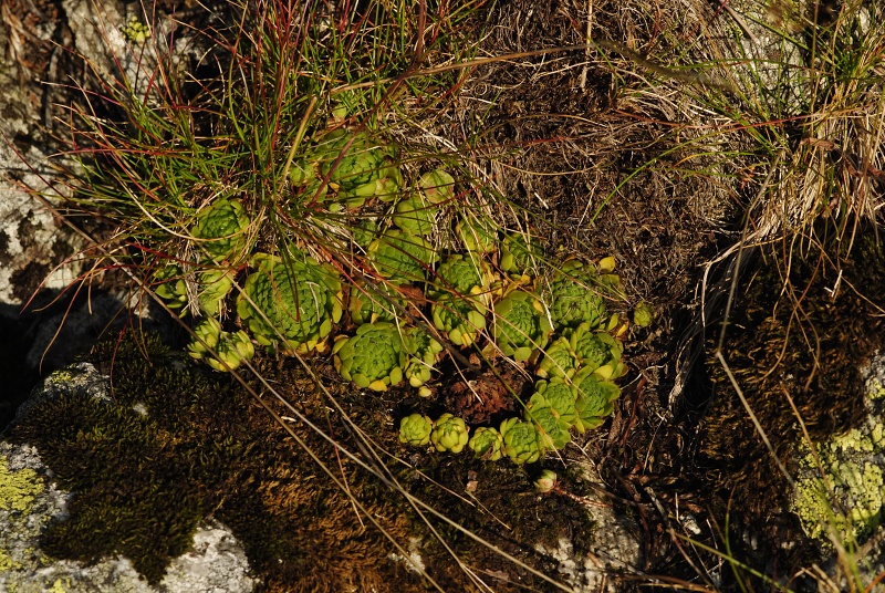 montanum ssp. carpathicum from Wielky Staw Polski