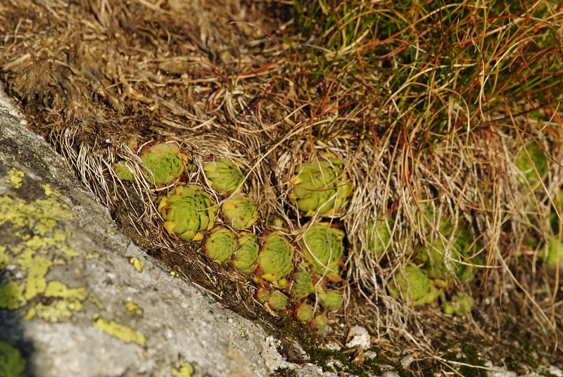 montanum ssp. carpathicum from Wielky Staw Polski
