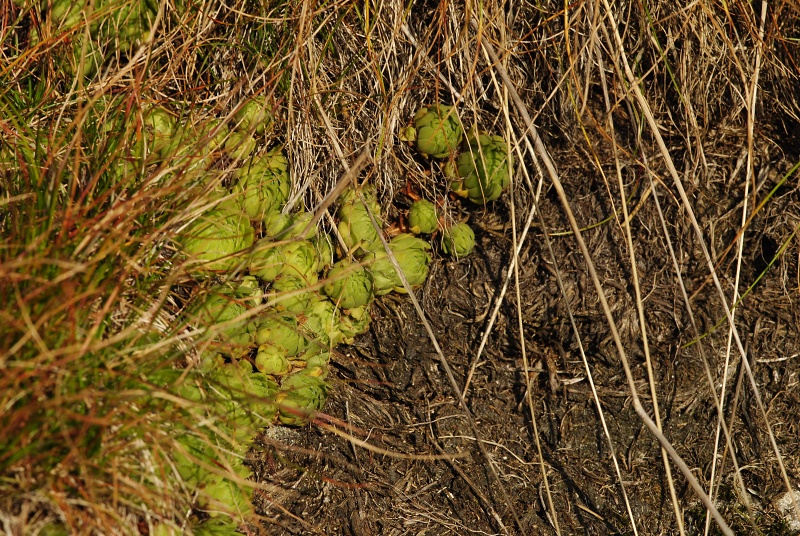 montanum ssp. carpathicum from Wielky Staw Polski