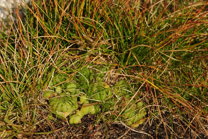 montanum ssp. carpathicum from Wielky Staw Polski