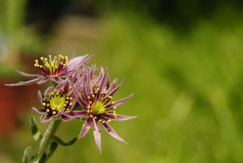 montanum ssp. carpathicum from Wielky Staw Polski