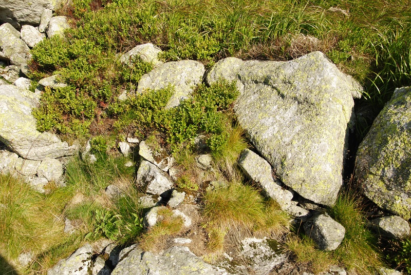 montanum ssp. carpathicum from Wielky Staw Polski