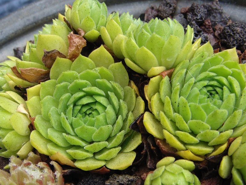 montanum ssp. carpathicum from Zamutov-Zamutovske Skaly