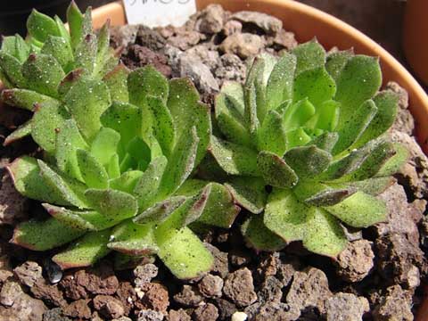 montanum ssp. carpathicum from Zamutov-Zamutovske Skaly