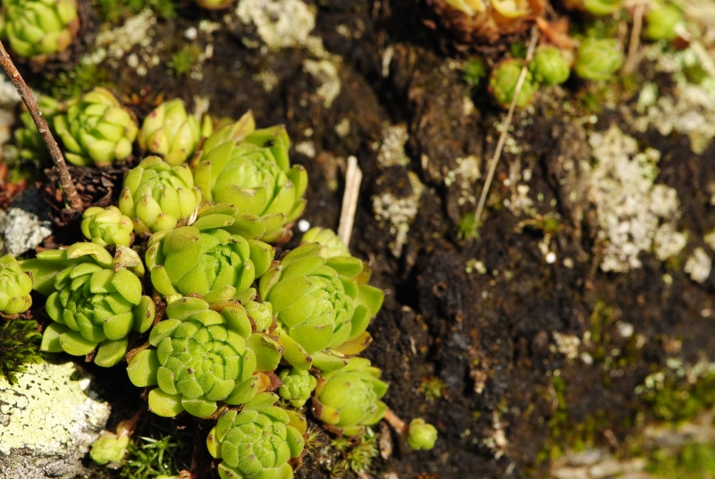 montanum ssp. carpathicum from Žiarské sedlo