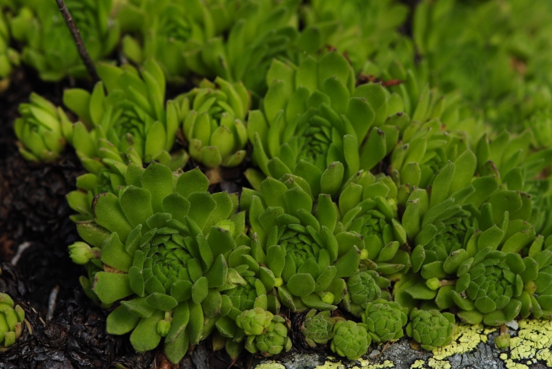montanum ssp. carpathicum from Žiarské sedlo