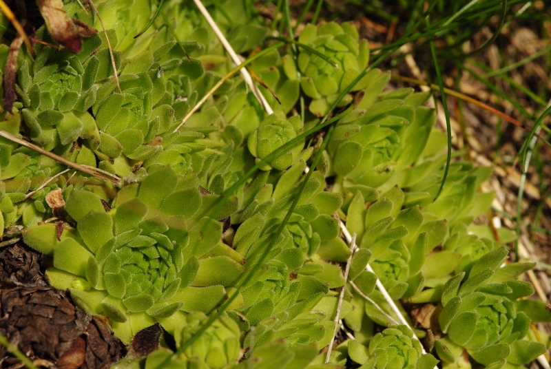 montanum ssp. carpathicum from Žiarské sedlo